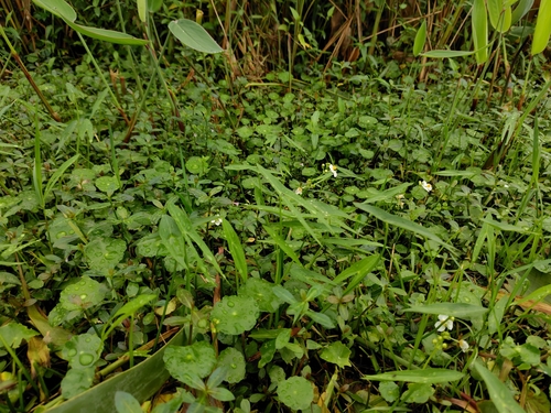 Sagittaria trifolia, photograph 6