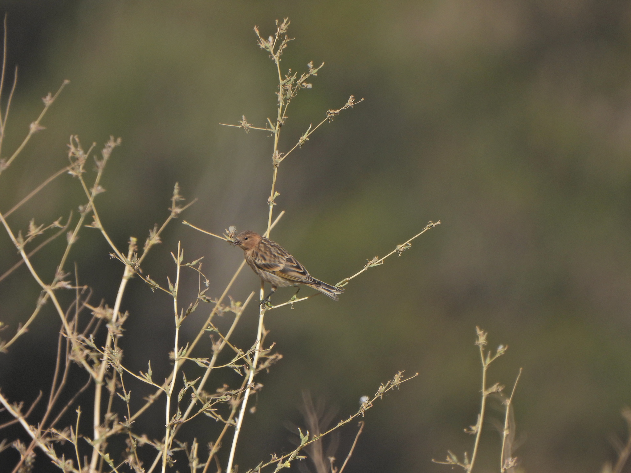 Red-fronted Serin