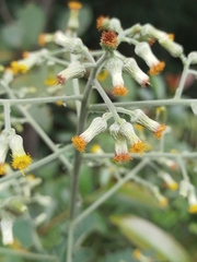 Blumea balsamifera, photograph (c) Ben Costamagna, some rights reserved (CC BY)