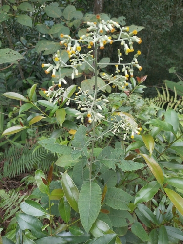 Blumea balsamifera, photograph 5