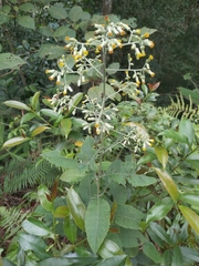 Blumea balsamifera, photograph (c) Ben Costamagna, some rights reserved (CC BY)