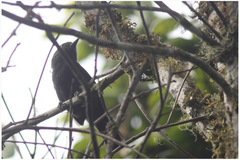 Thamnophilus unicolor