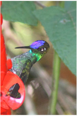 Heliodoxa leadbeateri