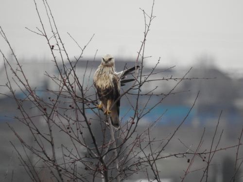 Rough-legged Hawk