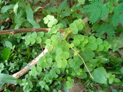 Phyllanthus orbiculatus