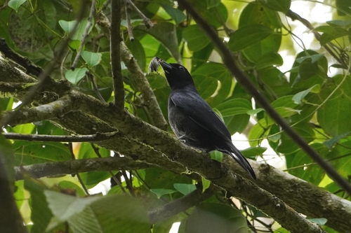 Black-and-crimson Oriole (Oriolus consanguineus), photo 6