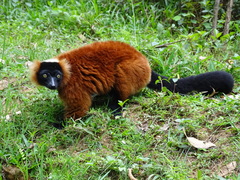 Varecia rubra