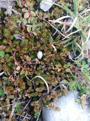 Selaginella wrightii