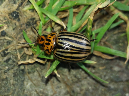 Pásavka zemiaková (Leptinotarsa decemlineata)