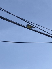 Tyrannus melancholicus