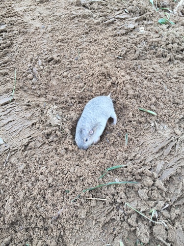 Attwater's Pocket Gopher
