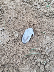 Geomys attwateri