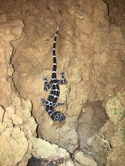 Cyrtodactylus consobrinus