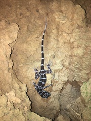 Cyrtodactylus consobrinus