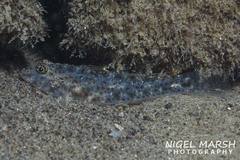 Fusigobius neophytus