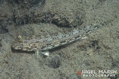 Istigobius decoratus
