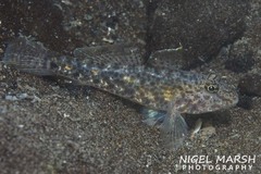 Fusigobius neophytus