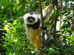 Propithecus diadema