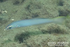 Ptereleotris microlepis