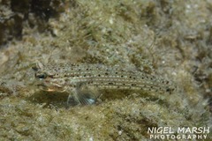 Istigobius nigroocellatus