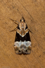 Eudonia aspidota