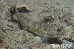 Istigobius nigroocellatus