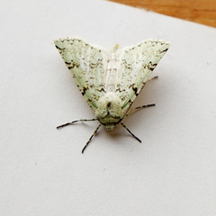 Leucolithodes lecideata