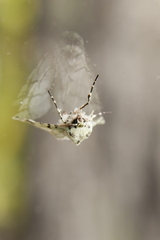 Leucolithodes lecideata