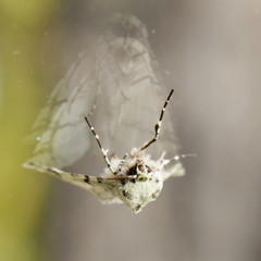 Leucolithodes lecideata