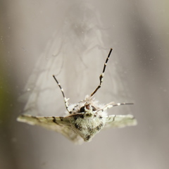 Leucolithodes lecideata