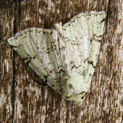 Leucolithodes lecideata