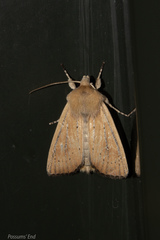 Ichneutica blenheimensis