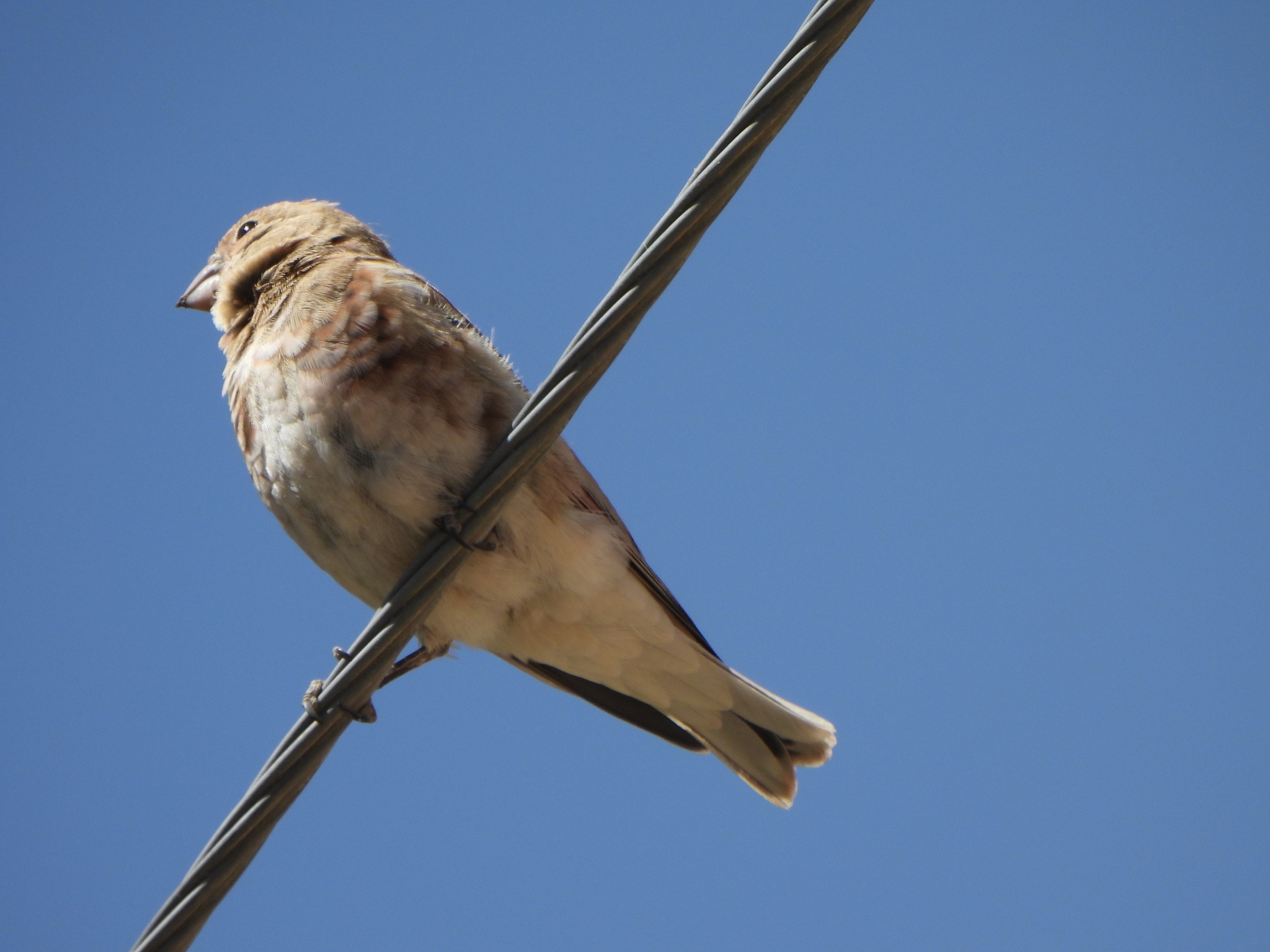 Crimson-winged Finch