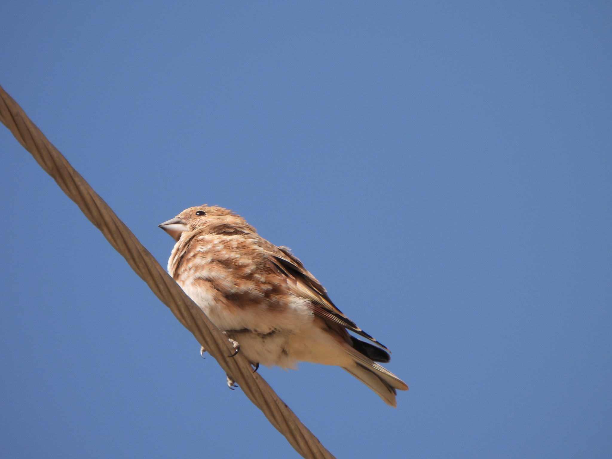 Crimson-winged Finch