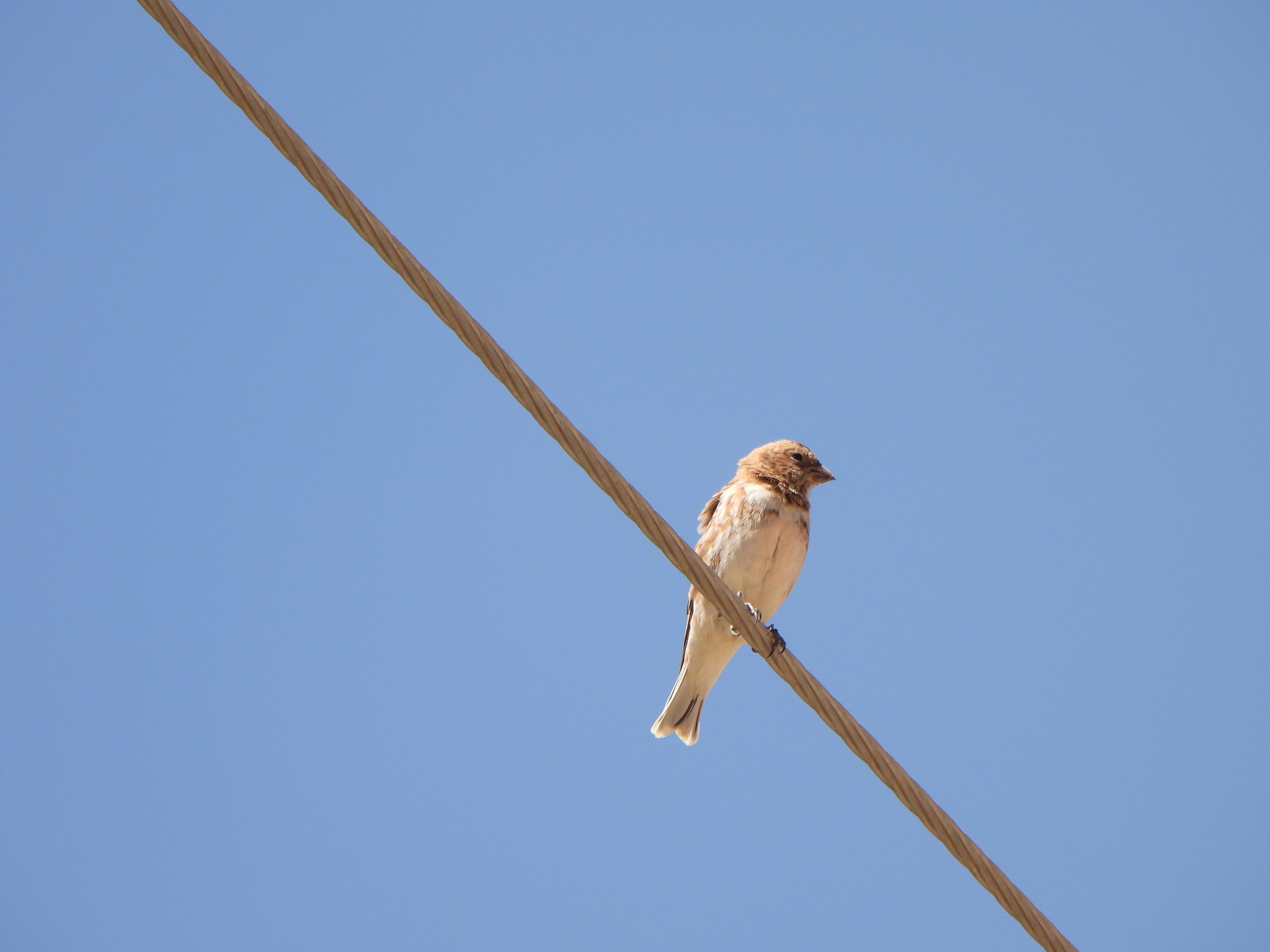 Crimson-winged Finch