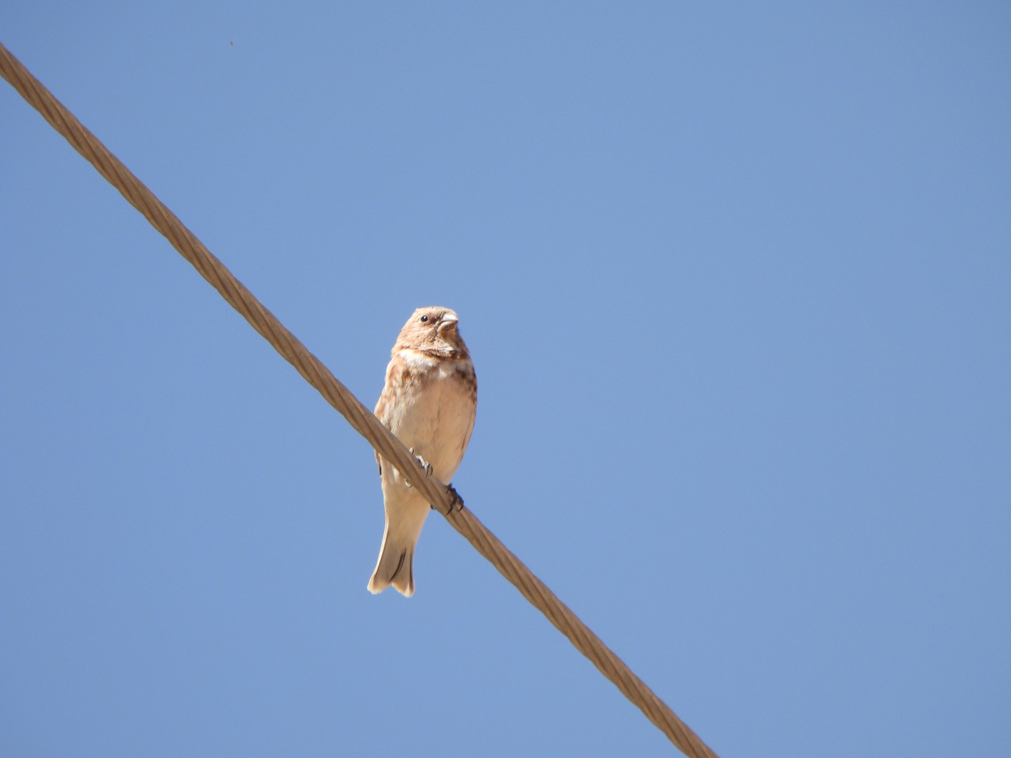Crimson-winged Finch