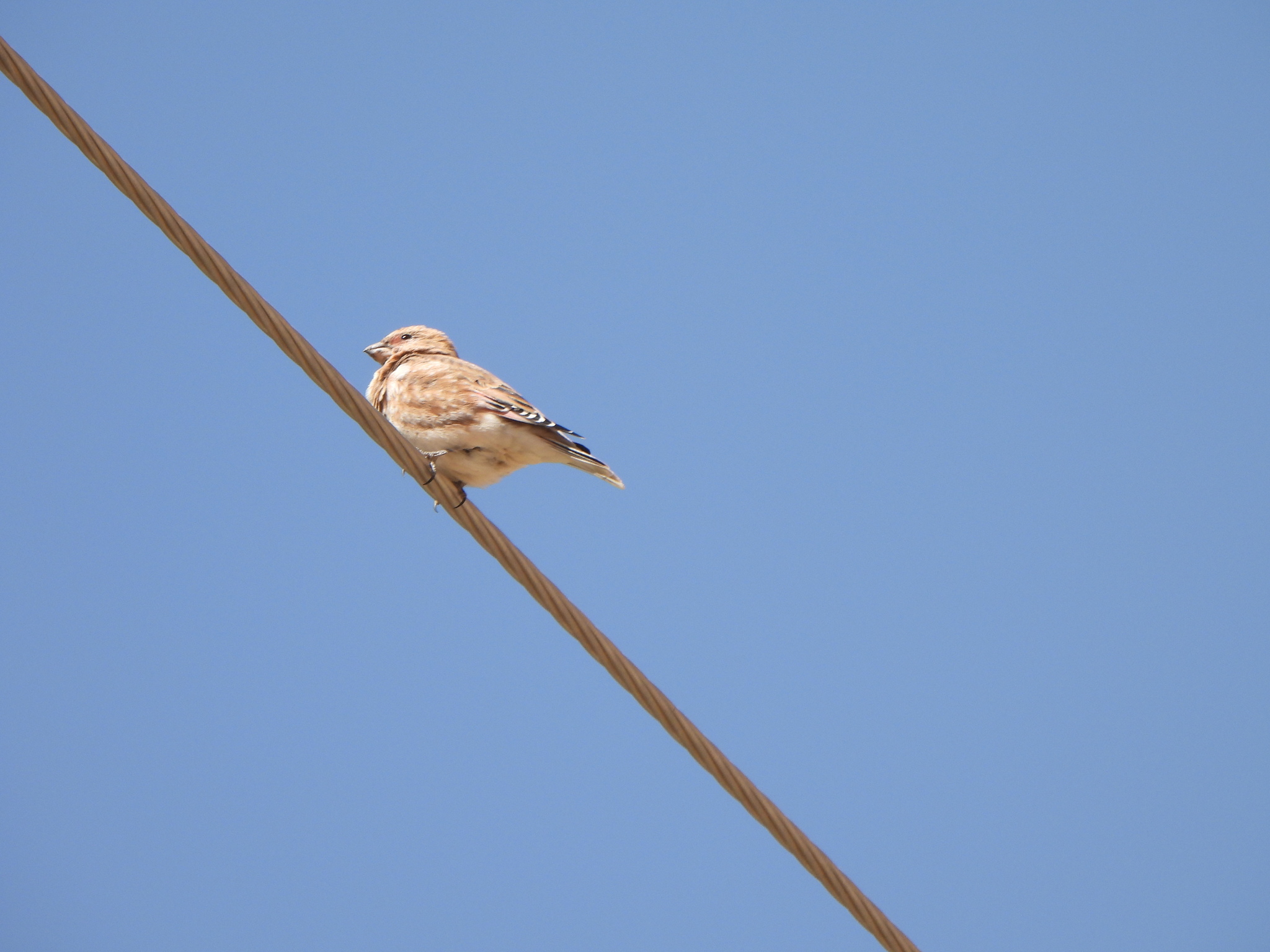 Crimson-winged Finch