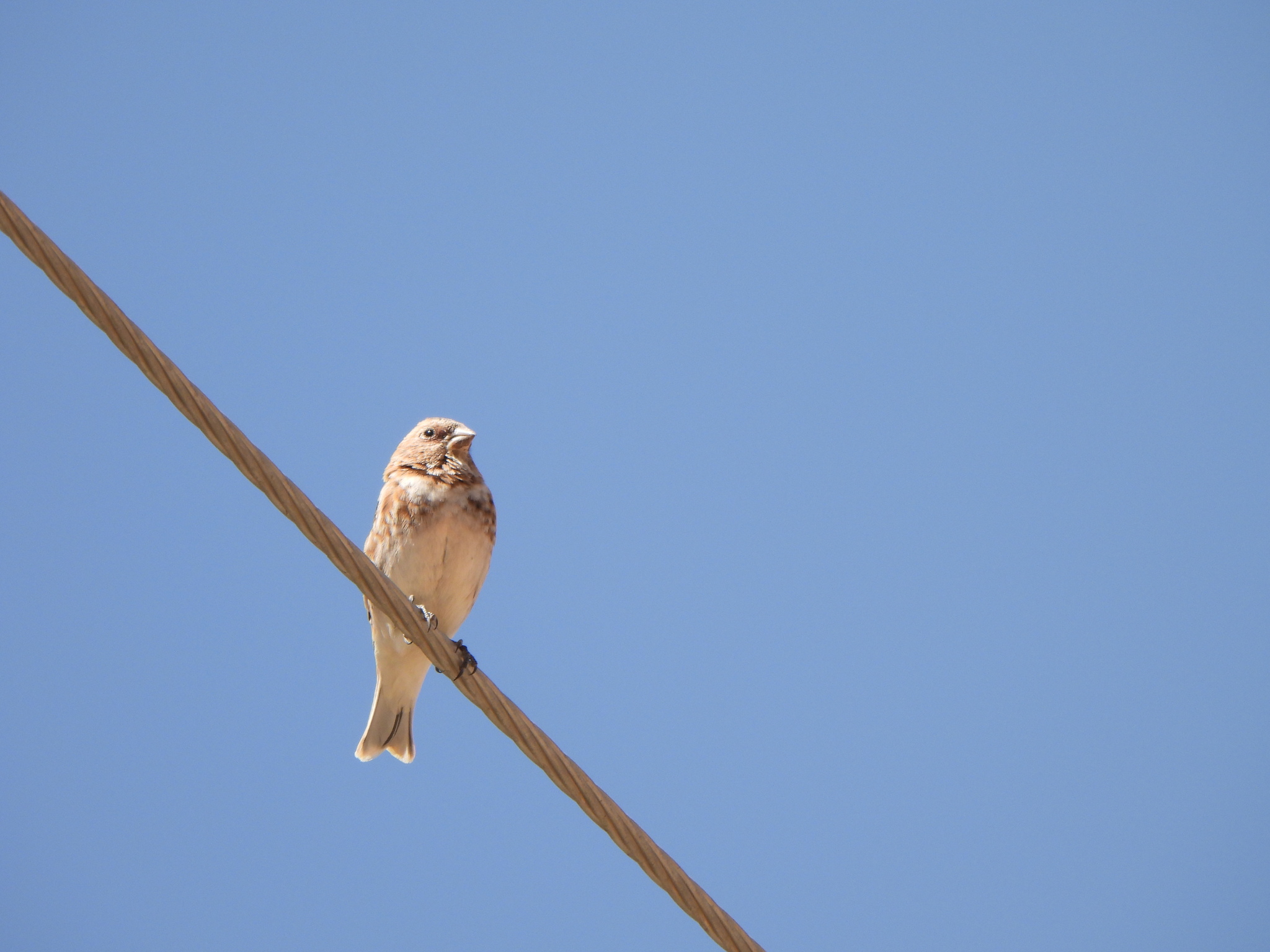 Crimson-winged Finch