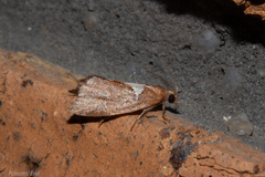 Pyrgotis pyramidias