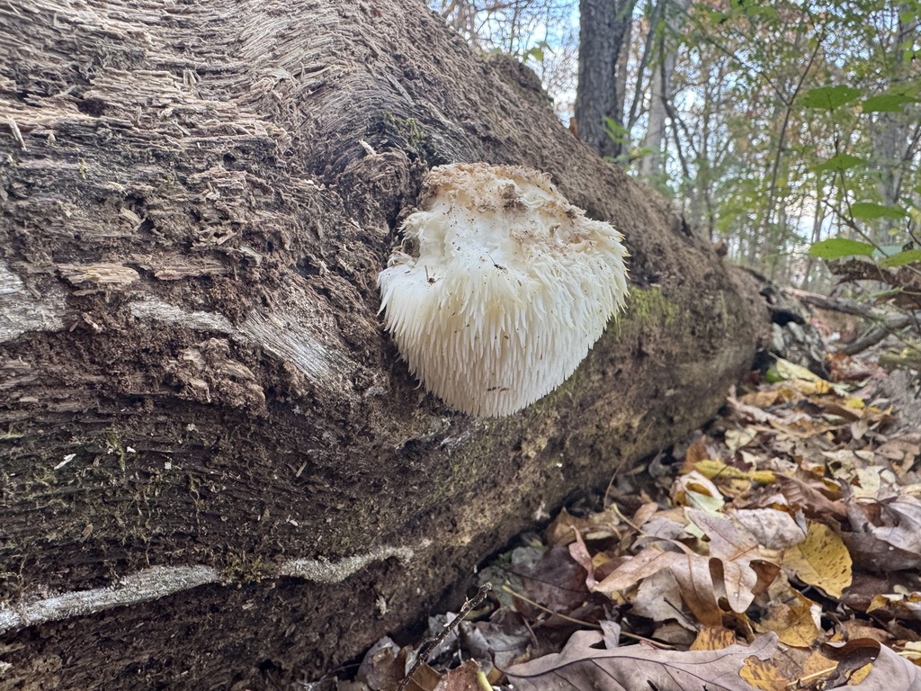 Hericium erinaceus · November 2025 · photo: © siphonophoreslinger (iNaturalist, cc-by)