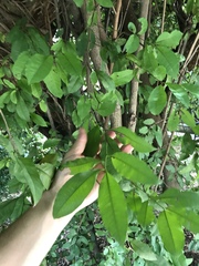 Achatocarpus nigricans