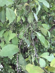 Achatocarpus nigricans