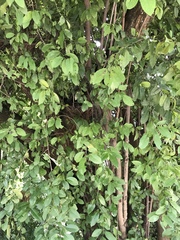 Achatocarpus nigricans