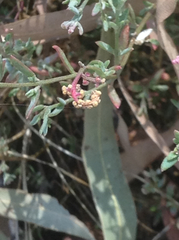 Chenopodium nutans