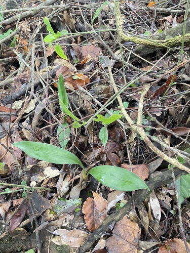Cymbidium lancifolium iNat (2)