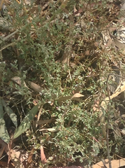 Chenopodium nutans