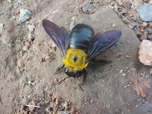 Appendiculate Carpenter Bee