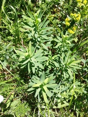 Euphorbia stepposa