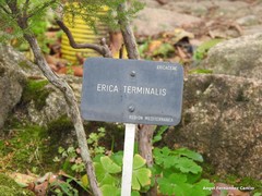 Erica terminalis