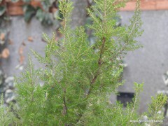 Erica terminalis